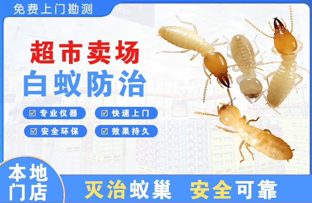 永川超市卖场白蚁防治