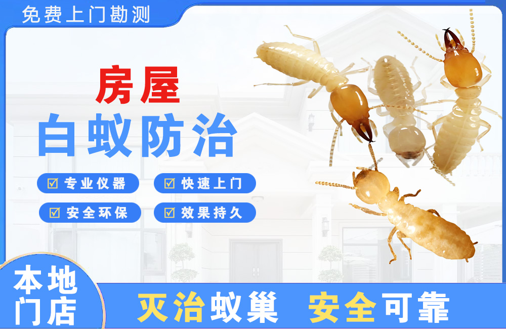 永川房屋白蚁防治